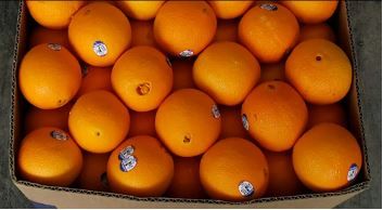 US Sunkist Blossom Trail Navel Oranges