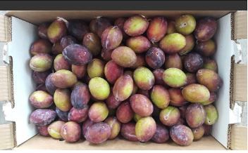 US Tulare Giant Sugar Plums