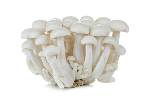 White Shimeji Mushroom