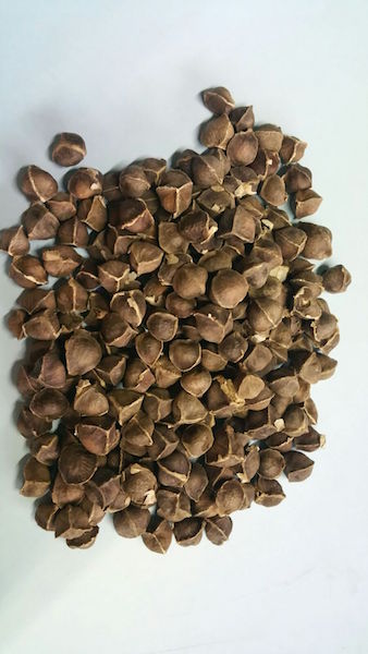 Moringa Seeds