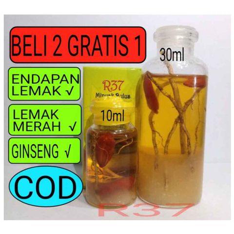 Red Ginseng Bulus Oil Aroma Melon Oil Bulus R37 Original Ori Original